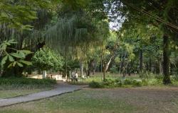 Cidadão sentado em banco do Parque Municipal Américo Renneé Giannetti em meio a vegetação exuberante, durante o dia. 