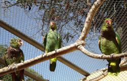Três aves da espécie ameaçada de extinsão Papagaio-de-peito-roxo em viveiro no Jardim Zoológico, onde houve reprodução. Filhote entre os pais. 