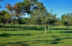 Parque Ecológico da Pampulha, com grama verde e pequenas árvores, em dia de céu claro.