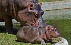 Filhota e mãe de hipopótama na grama, próximo a um lago