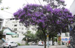 Quaresmeira florida na calçada de rua no centro de Belo Horizonte.