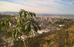 Árvores na serra do Engenho Nogueira e, ao fundo, vista da cidade.