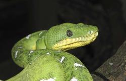 Foto de uma cobra verde em fundo preto
