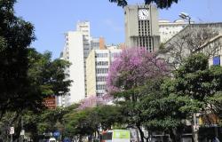 Dois ipês rosas em meio a quatro árvores na avenida Afonso Pena, próximo à Prefeitura Municipal de Belo Horizonte, durante o dia. 