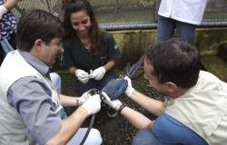 Três profissionais da Fundação de parques municipais e zoobotânica realizam procedimento de saúde em uma ave